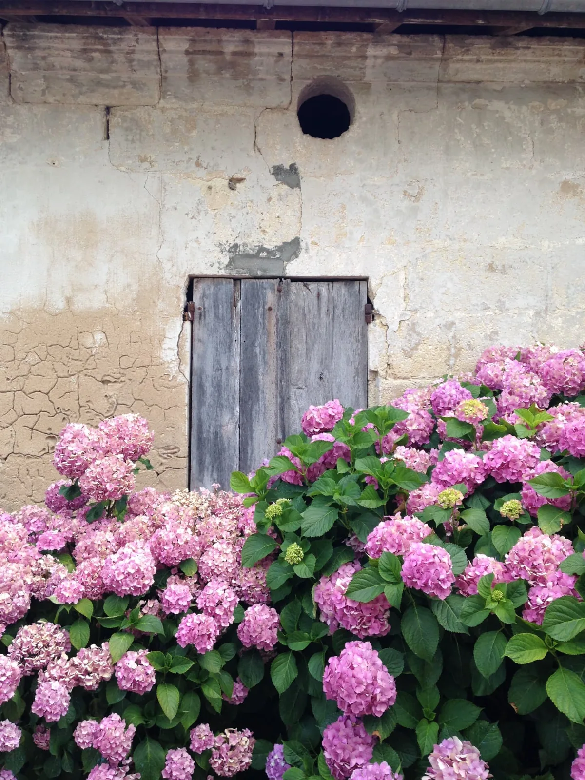 État existant d'une fenêtre à volet bois du bâtiment à Abzac, entourée d'hortensias